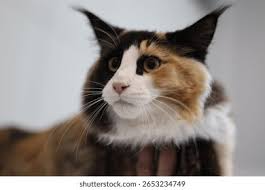 HMan Coon Cat