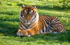 Tiger Photo